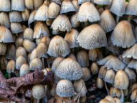 Detail aus riesiger Gruppe Pilze mit riefigen Hüten